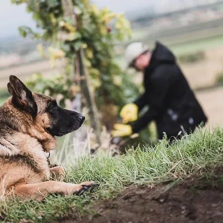 公寓 Winzerhof Keller *