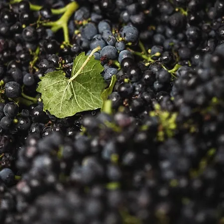 公寓 Winzerhof Keller 奥根