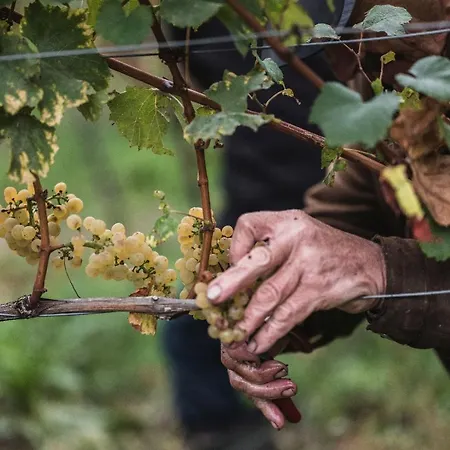 Winzerhof Keller 公寓