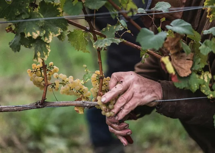 Winzerhof Keller Apartamento