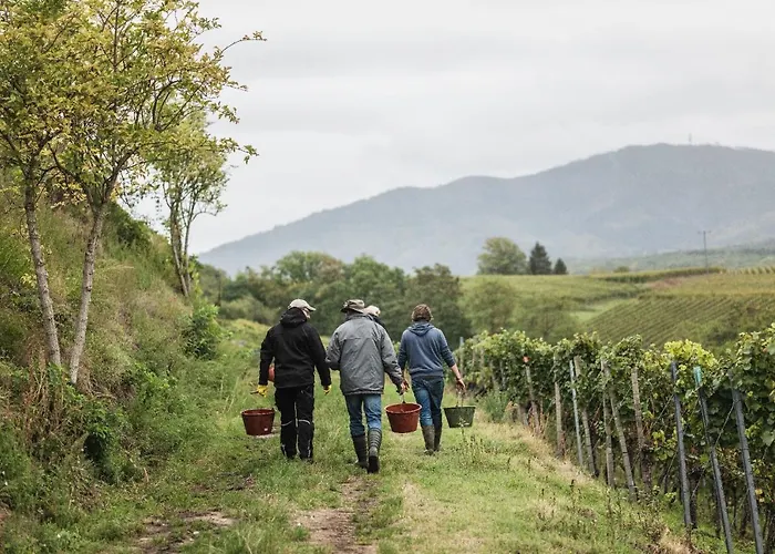 Winzerhof Keller Auggen